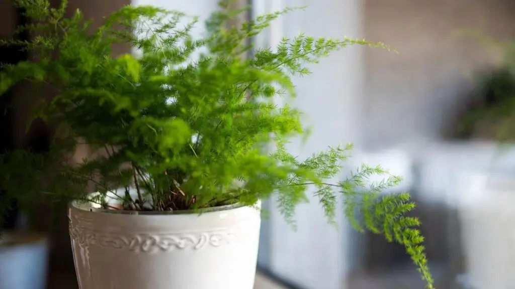Como Cuidar da Planta Samambaia Aspargo em Casa