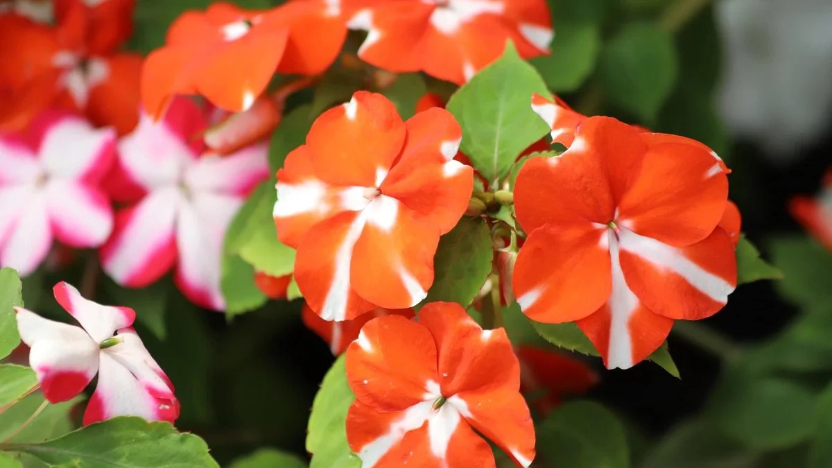 Varanda na sombra não precisa ser entediante. O beijo-de-frade cria uma explosão de flores vibrantes até ao outono