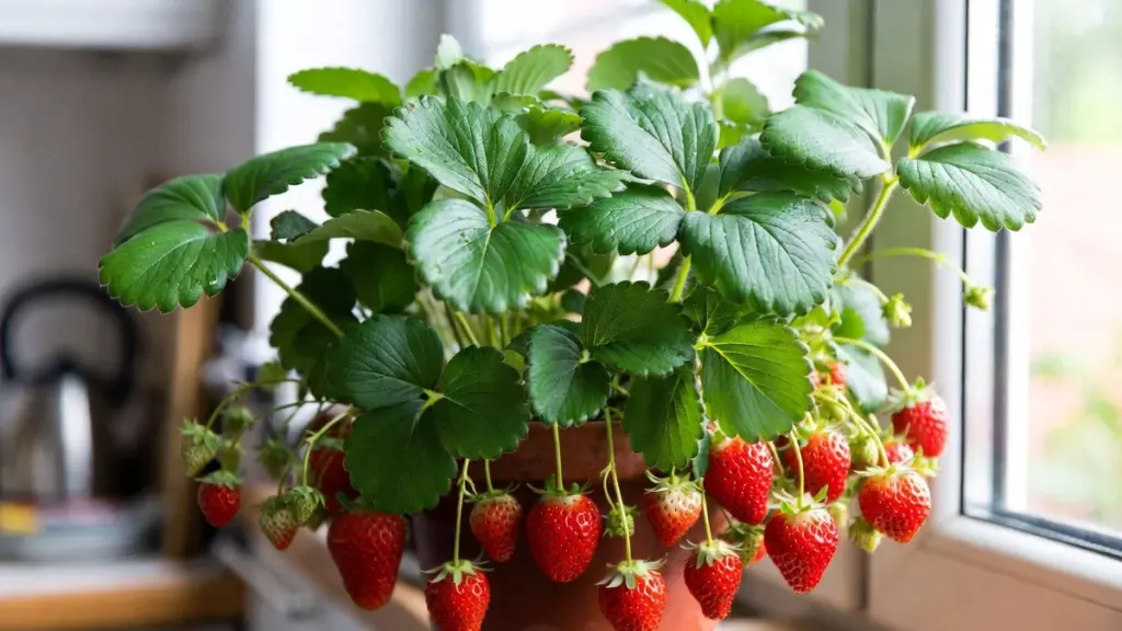 Como Cultivar uma Muda de Morango em Casa