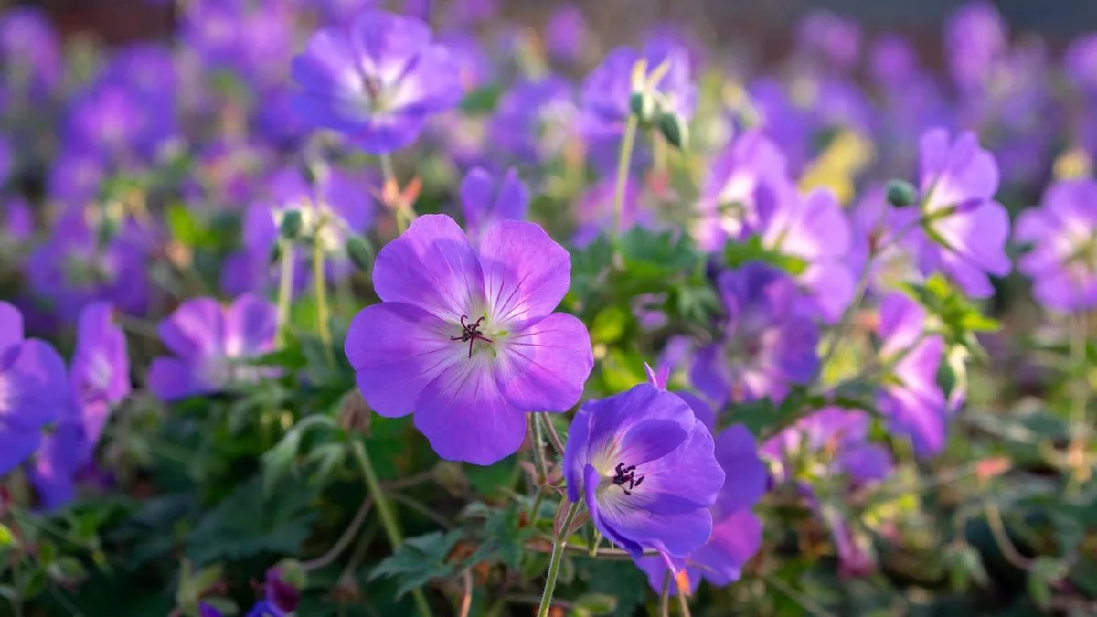 Esta planta perene vai salvar qualquer canteiro. Floresce durante meses e precisa de poucos cuidados