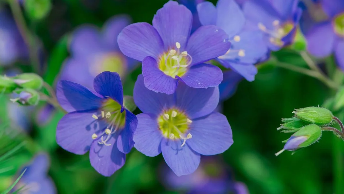 A planta perene esquecida que está reconquistando os jardins. A beleza azul cria uma atmosfera quase de conto de fadas