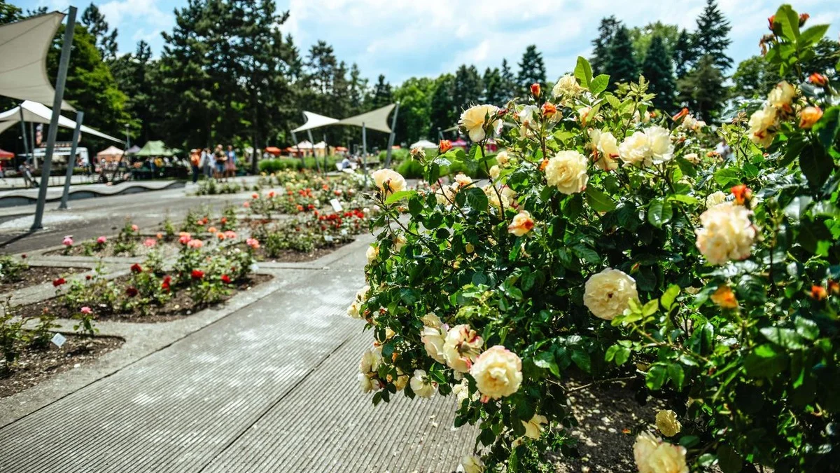 Dicas para o fim de semana: Aproveite as rosas em plena floração, experimente cidras ou vá a um desfile de veteranos