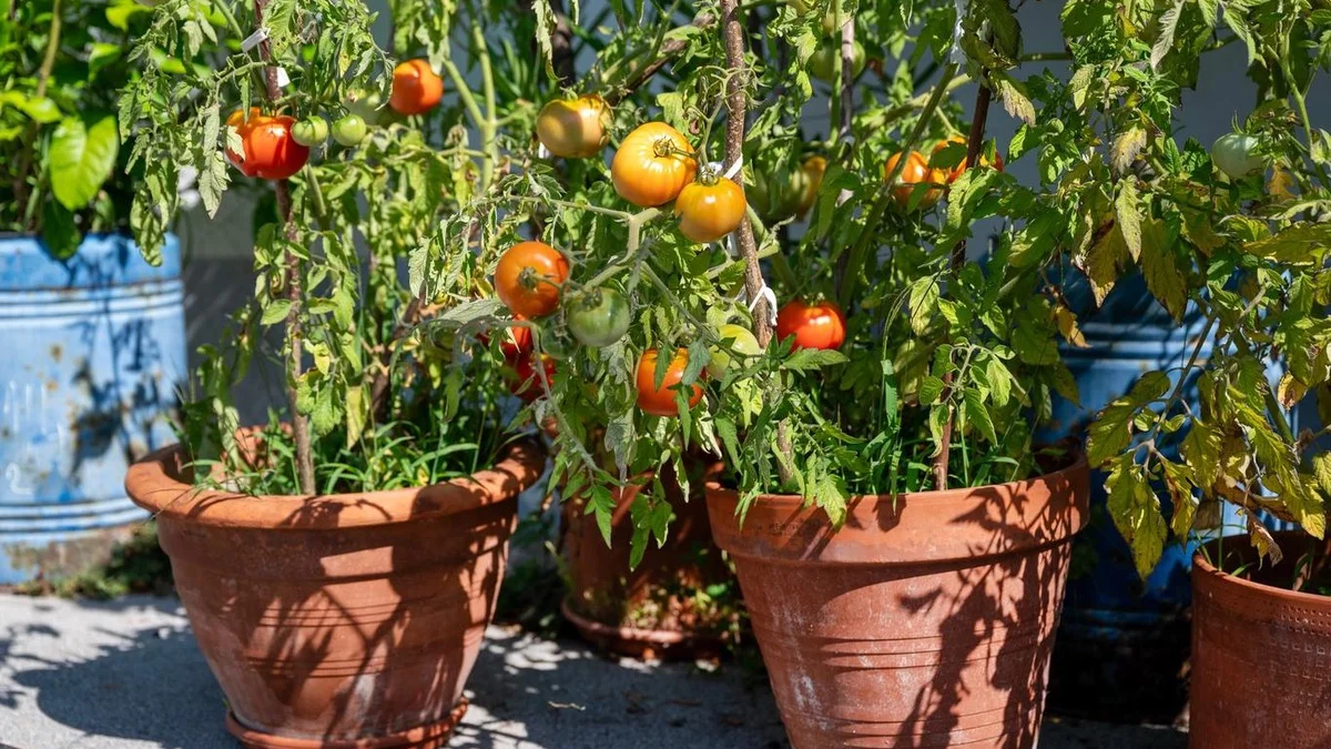 Estas duas coisas que você descarta podem salvar a colheita de tomates