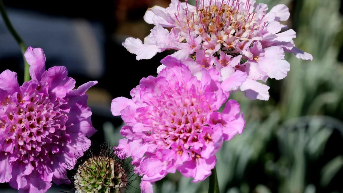 Hlaváč: A Perene Delicada que Floresce o Verão Todo e Adora Sol. Como Cultivá-la para Ficar Coberta de Flores